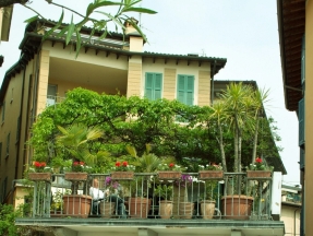 
    Plante de balcon