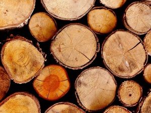 
    Densitatea lemnului