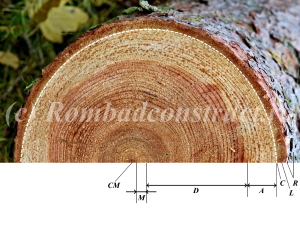 
    Structura lemnului